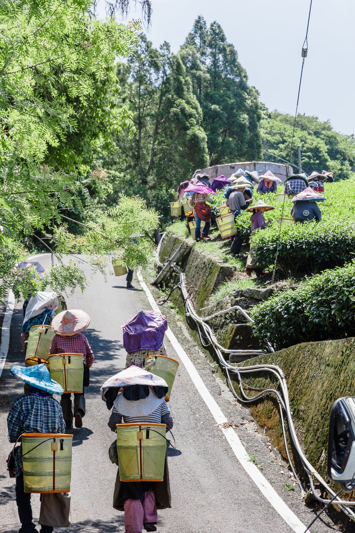 Where to Buy Tea in Taiwan: A Guide for Visitors