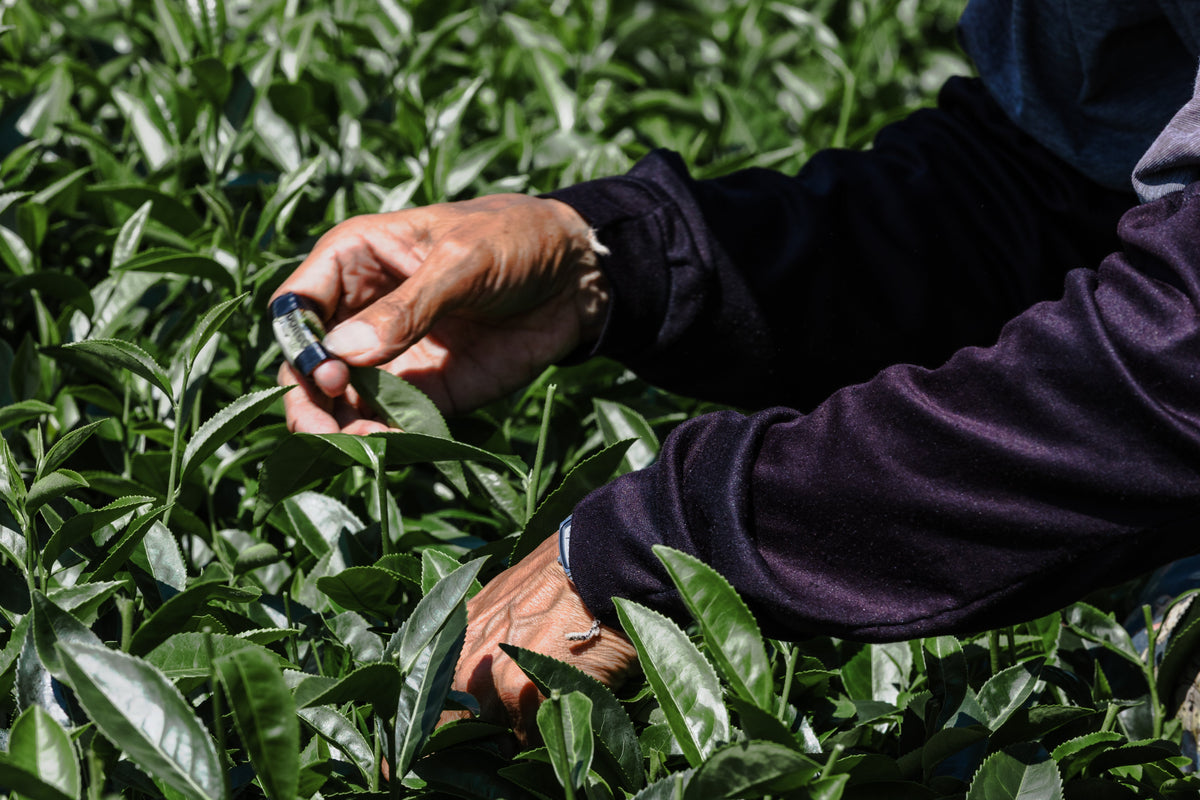 How to Buy Tea in Taiwan: A Simple Guide for English Speakers